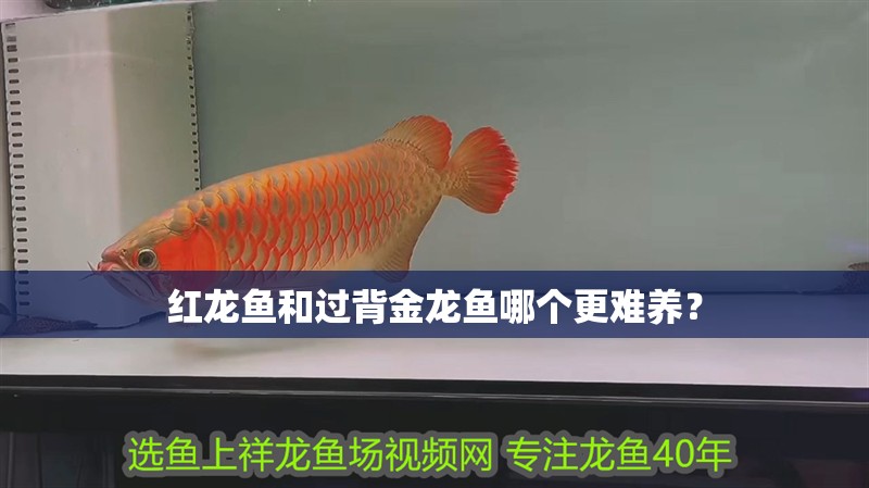 紅龍魚和過背金龍魚哪個更難養(yǎng)？