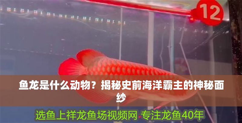 魚龍是什么動物？揭秘史前海洋霸主的神秘面紗