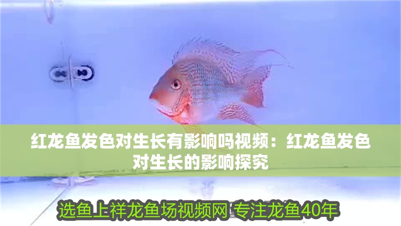紅龍魚發(fā)色對(duì)生長(zhǎng)有影響嗎視頻：紅龍魚發(fā)色對(duì)生長(zhǎng)的影響探究