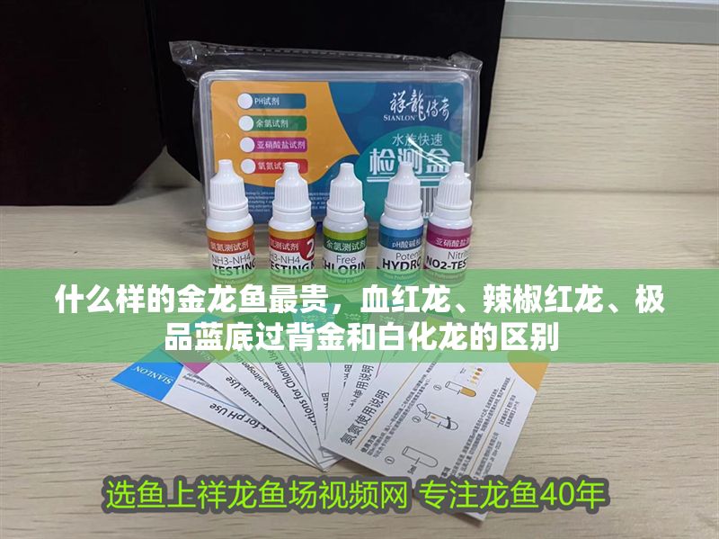 什么樣的金龍魚最貴，血紅龍、辣椒紅龍、極品藍(lán)底過背金和白化龍的區(qū)別