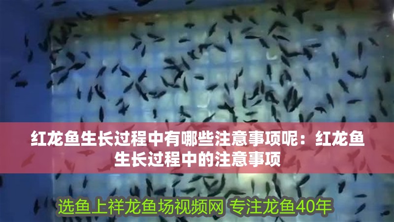 紅龍魚生長過程中有哪些注意事項呢：紅龍魚生長過程中的注意事項