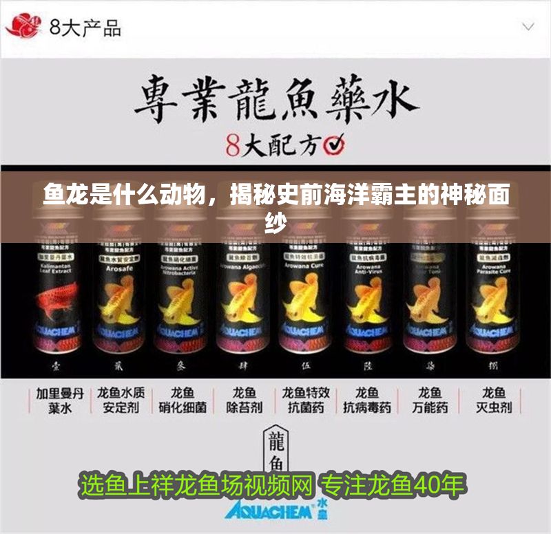 魚龍是什么動物，揭秘史前海洋霸主的神秘面紗