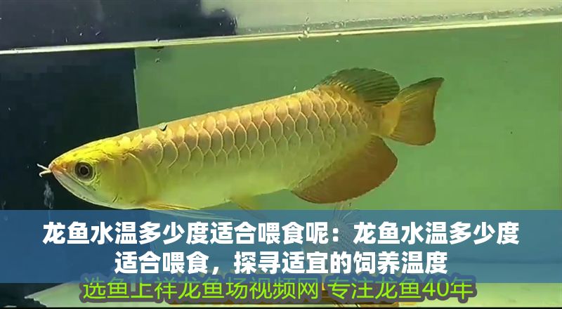 龍魚水溫多少度適合喂食呢：龍魚水溫多少度適合喂食，探尋適宜的飼養(yǎng)溫度