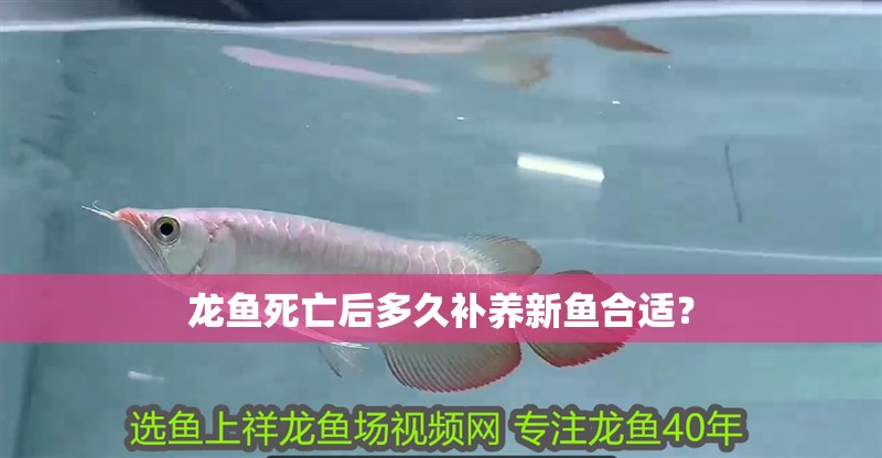 龍魚死亡后多久補養新魚合適？ 龍魚死亡后多久補養新魚合適？ 龍魚百科