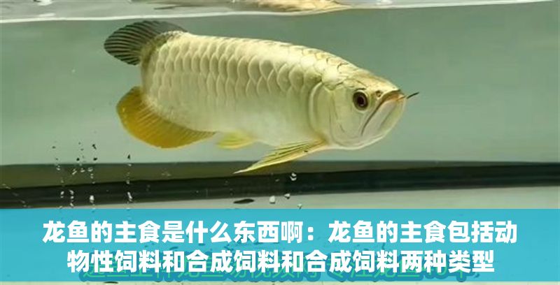龍魚的主食是什么東西?。糊堲~的主食包括動(dòng)物性飼料和合成飼料和合成飼料兩種類型