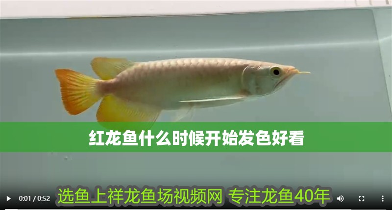 紅龍魚什么時(shí)候開始發(fā)色好看