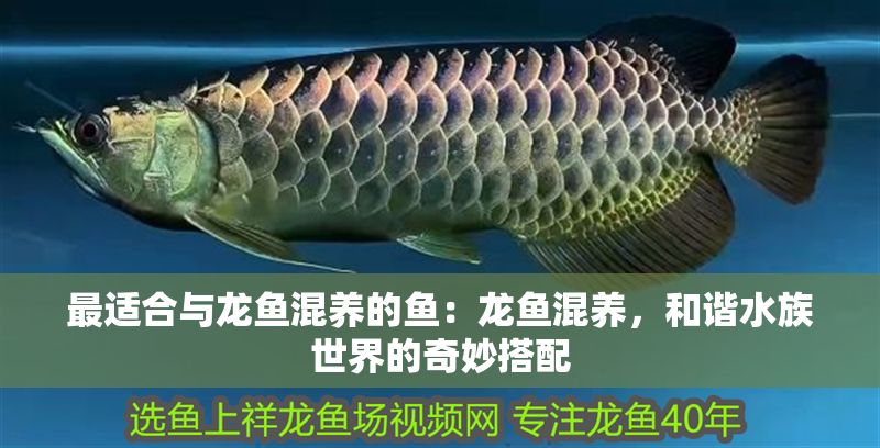 最適合與龍魚混養的魚：龍魚混養，和諧水族世界的奇妙搭配