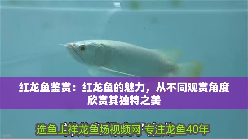 紅龍魚鑒賞：紅龍魚的魅力，從不同觀賞角度欣賞其獨特之美