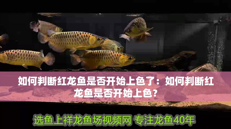 如何判斷紅龍魚是否開始上色了：如何判斷紅龍魚是否開始上色？