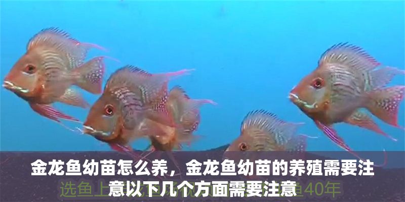 金龍魚幼苗怎么養，金龍魚幼苗的養殖需要注意以下幾個方面需要注意