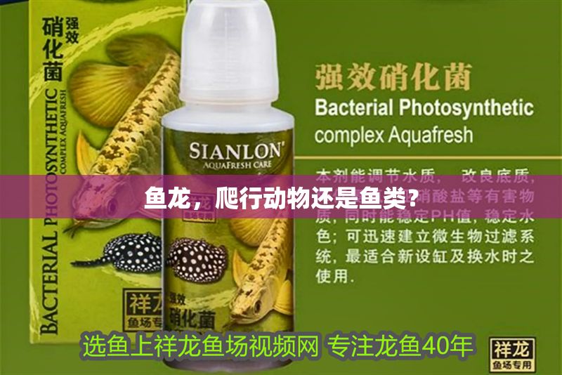 魚龍，爬行動物還是魚類？