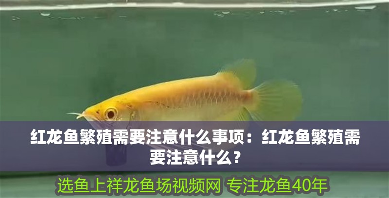 紅龍魚繁殖需要注意什么事項(xiàng)：紅龍魚繁殖需要注意什么？