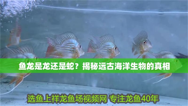 魚龍是龍還是蛇？揭秘遠古海洋生物的真相