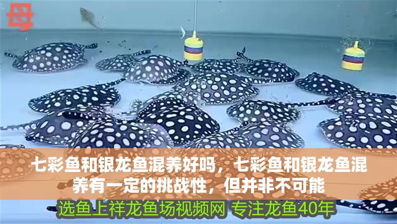 七彩魚和銀龍魚混養好嗎，七彩魚和銀龍魚混養有一定的挑戰性，但并非不可能