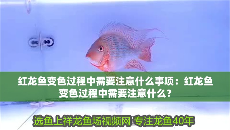 紅龍魚變色過程中需要注意什么事項：紅龍魚變色過程中需要注意什么？