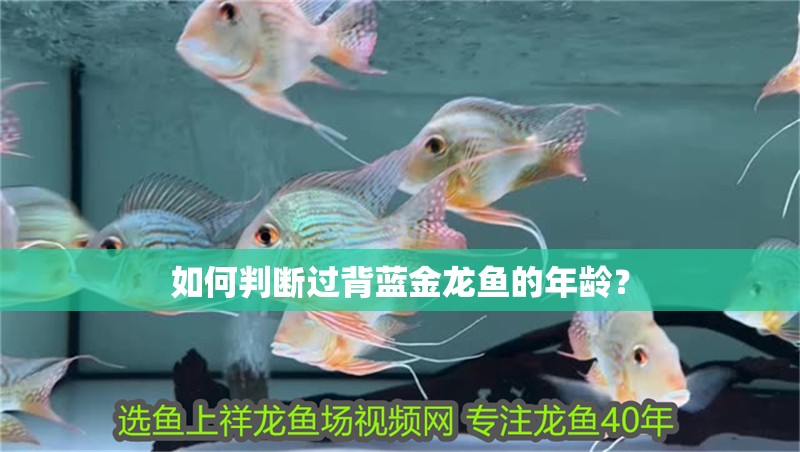 如何判斷過背藍金龍魚的年齡？