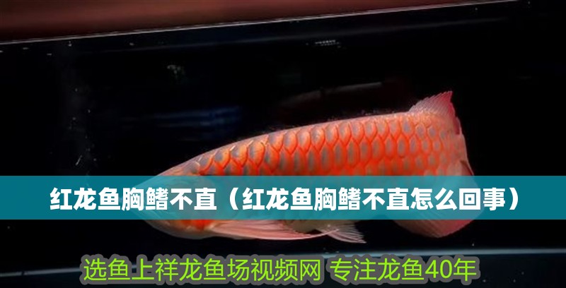 紅龍魚胸鰭不直（紅龍魚胸鰭不直怎么回事）