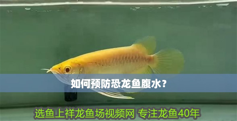 如何預防恐龍魚腹水？