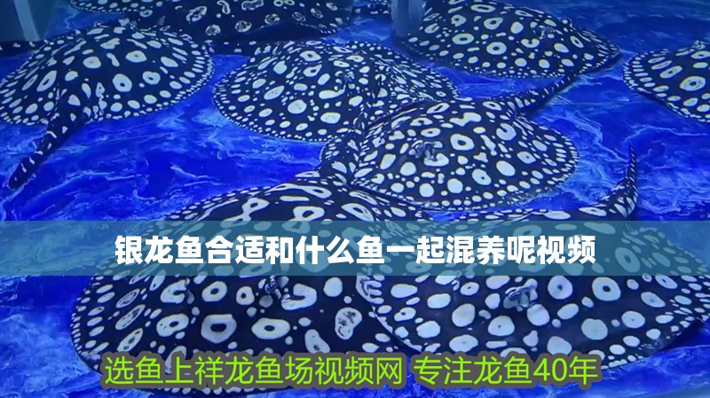 銀龍魚合適和什么魚一起混養呢視頻