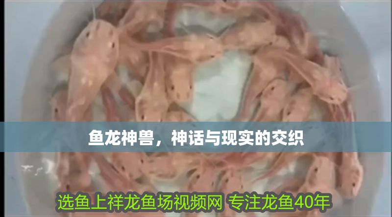 魚龍神獸，神話與現(xiàn)實的交織