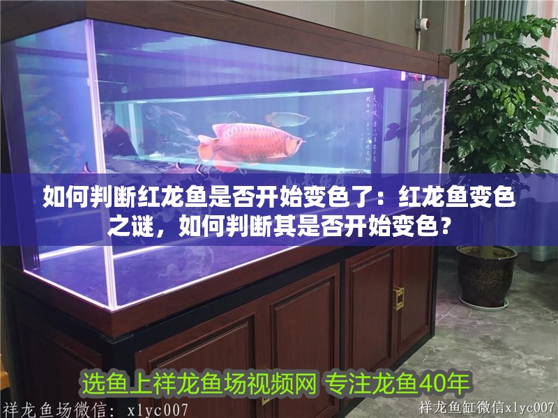 如何判斷紅龍魚是否開始變色了：紅龍魚變色之謎，如何判斷其是否開始變色？