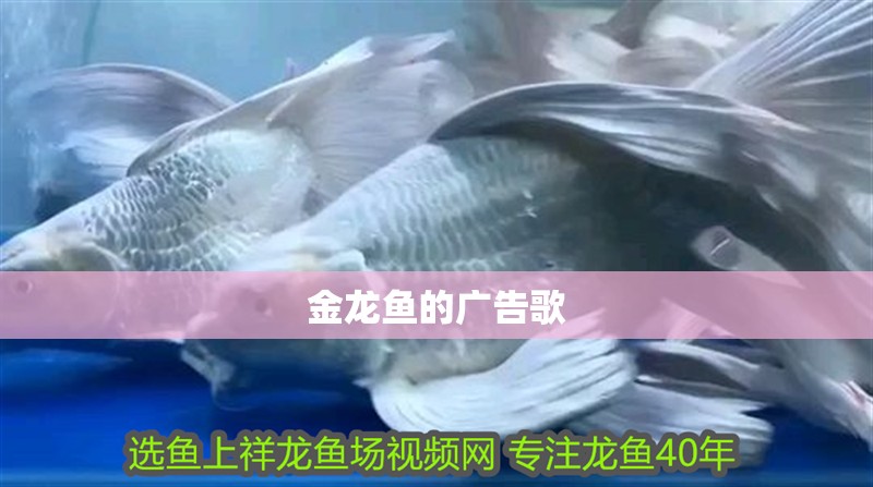 金龍魚的廣告歌