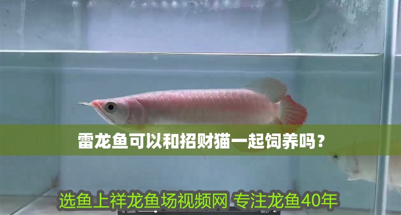 雷龍魚可以和招財貓一起飼養(yǎng)嗎？
