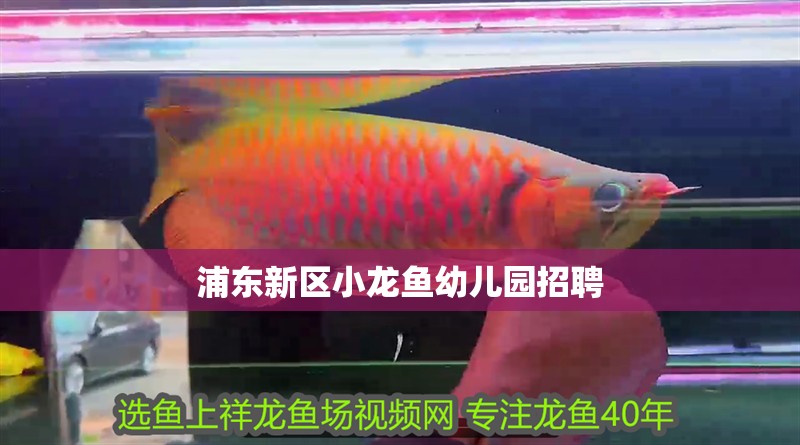 浦東新區小龍魚幼兒園招聘