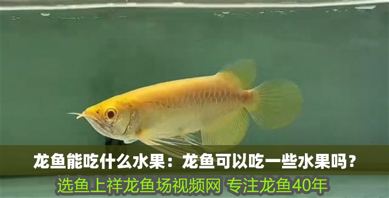 龍魚能吃什么水果：龍魚可以吃一些水果嗎？