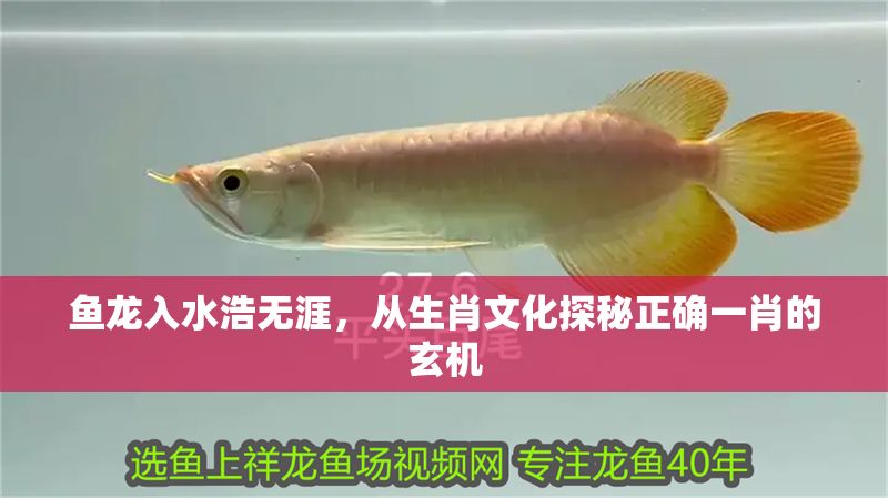 魚龍入水浩無涯，從生肖文化探秘正確一肖的玄機(jī)