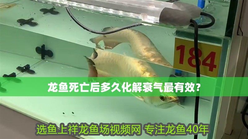 龍魚死亡后多久化解衰氣最有效？