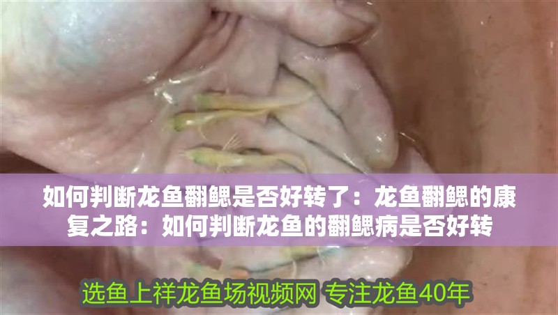 如何判斷龍魚翻鰓是否好轉了：龍魚翻鰓的康復之路：如何判斷龍魚的翻鰓病是否好轉