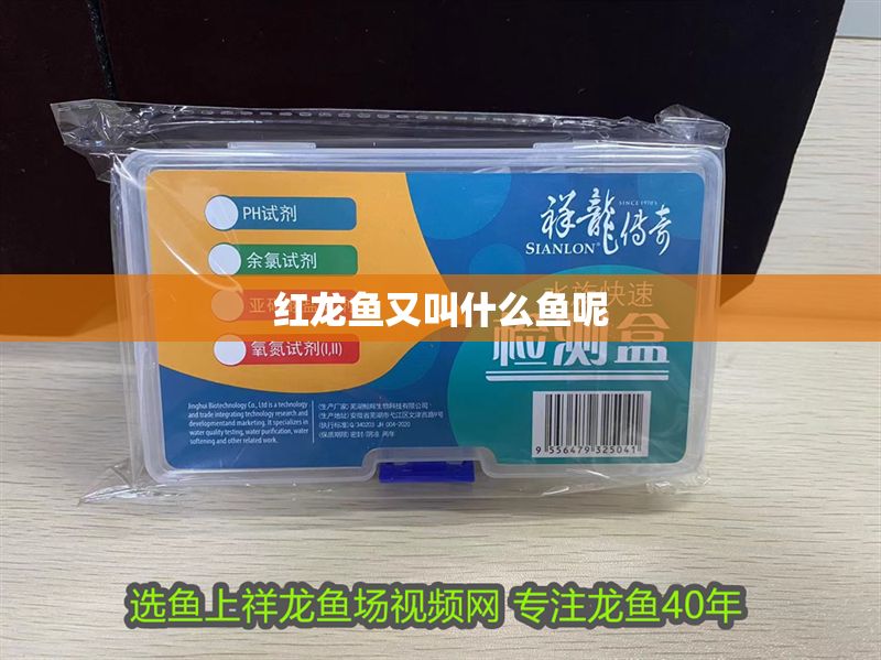 紅龍魚又叫什么魚呢 龍魚百科 第1張 紅龍魚又叫什么魚呢 紅龍魚又叫什么魚呢 龍魚百科 第1張