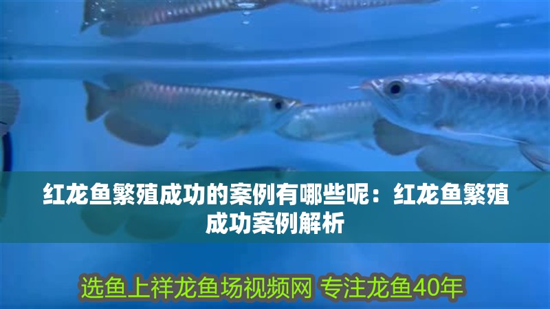 紅龍魚繁殖成功的案例有哪些呢：紅龍魚繁殖成功案例解析