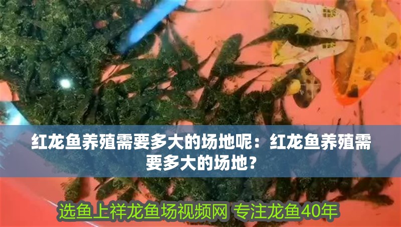 紅龍魚養殖需要多大的場地呢：紅龍魚養殖需要多大的場地？