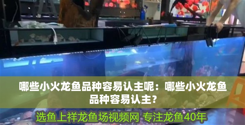哪些小火龍魚品種容易認主呢：哪些小火龍魚品種容易認主？