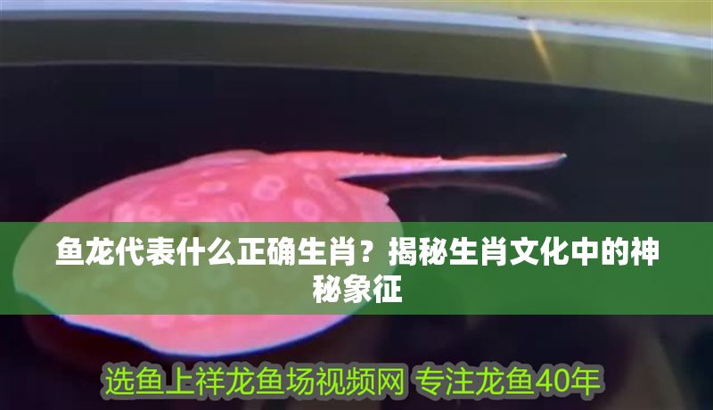 魚龍代表什么正確生肖？揭秘生肖文化中的神秘象征