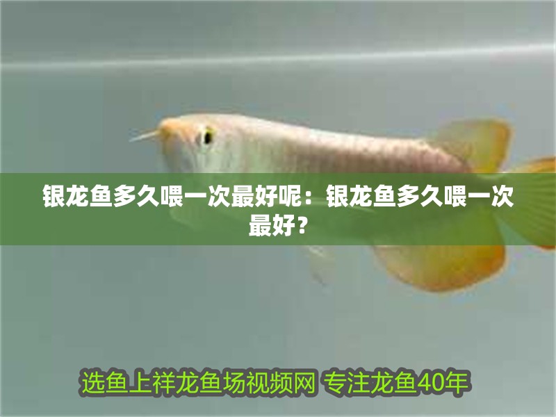 銀龍魚多久喂一次最好呢：銀龍魚多久喂一次最好？