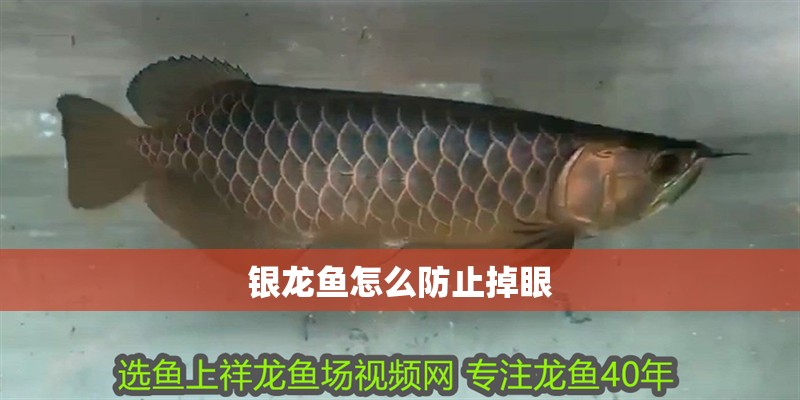 銀龍魚怎么防止掉眼