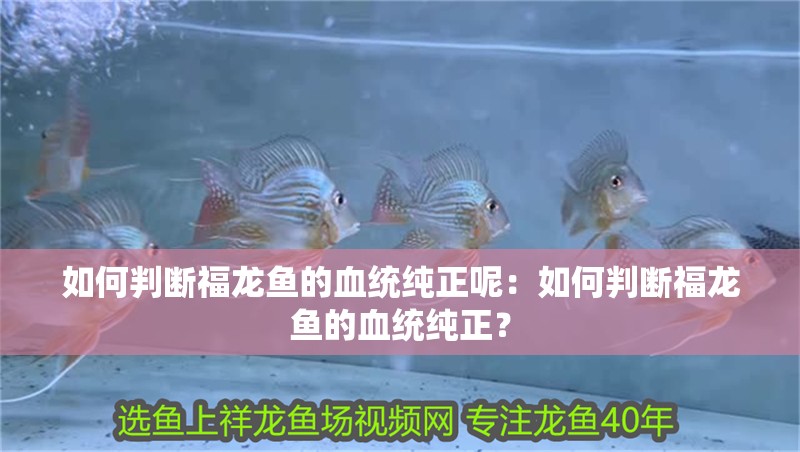 紅龍魚可以養多少條魚（養紅龍魚的最佳數量應該是單養或飼養3條，紅龍魚打架原因及預防措施）