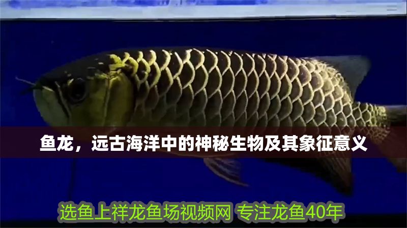 魚龍，遠(yuǎn)古海洋中的神秘生物及其象征意義