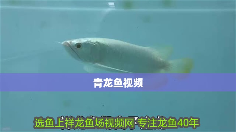 青龍魚視頻