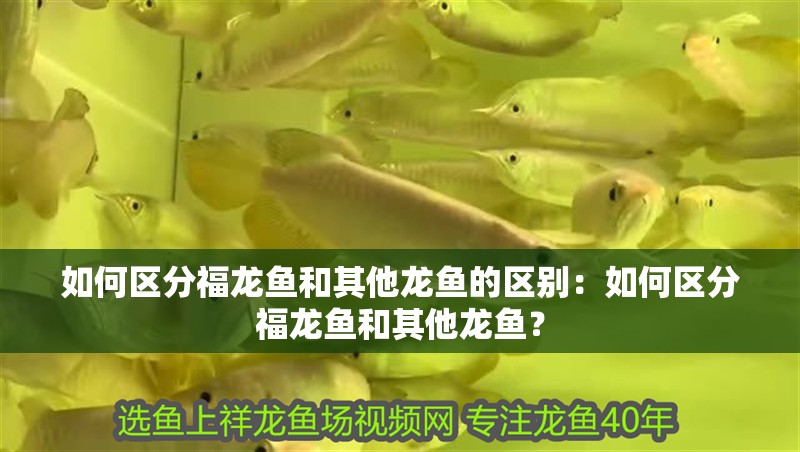 如何區(qū)分福龍魚和其他龍魚的區(qū)別：如何區(qū)分福龍魚和其他龍魚？
