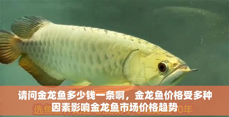 請問金龍魚多少錢一條啊，金龍魚價(jià)格受多種因素影響金龍魚市場價(jià)格趨勢