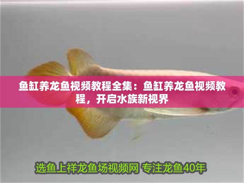 魚缸養龍魚視頻教程全集：魚缸養龍魚視頻教程，開啟水族新視界