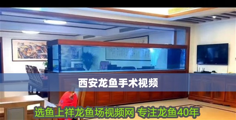 西安龍魚手術視頻 西安龍魚手術視頻 龍魚百科