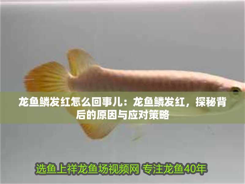 龍魚鱗發(fā)紅怎么回事兒：龍魚鱗發(fā)紅，探秘背后的原因與應對策略