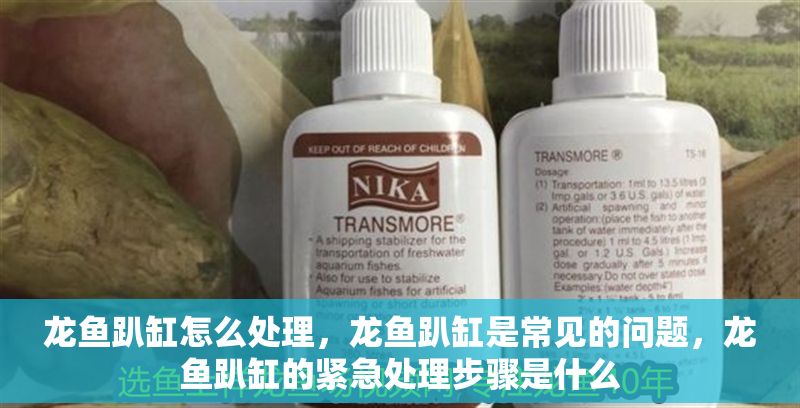 龍魚趴缸怎么處理，龍魚趴缸是常見的問題，龍魚趴缸的緊急處理步驟是什么