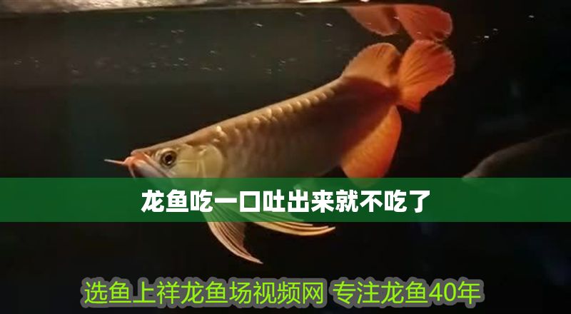 龍魚吃一口吐出來就不吃了