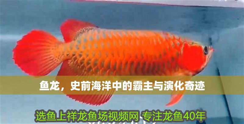 魚(yú)龍，史前海洋中的霸主與演化奇跡